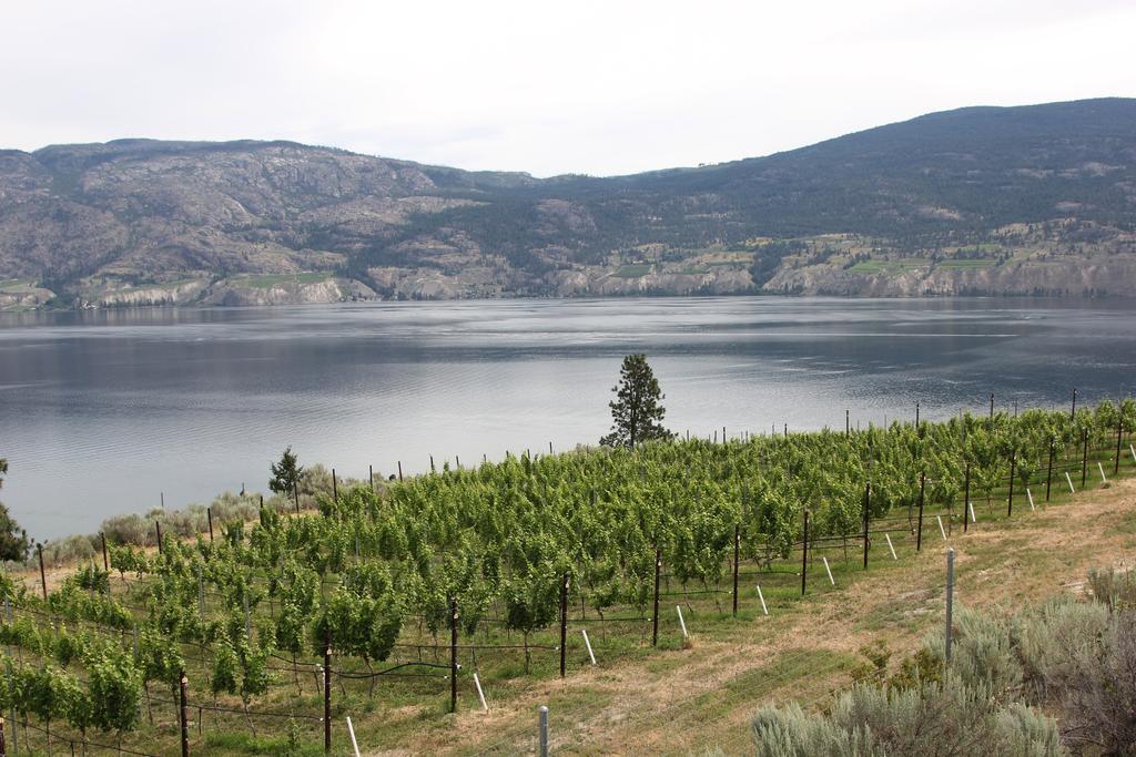 Sunshine And Wine Loft Otel Penticton Dış mekan fotoğraf